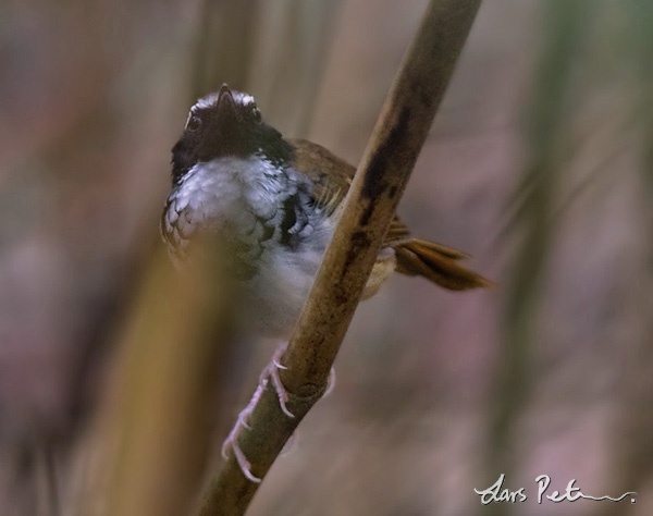 White-bibbed Antbird